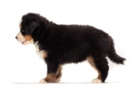 Picture of bernese Mountain dog puppy standing, side view