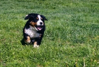 Picture of bernese mountain dog puppy