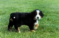 Picture of bernese mountain dog puppy