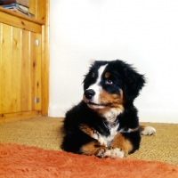 Picture of bernese mountain dog puppy