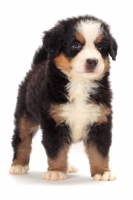 Picture of bernese Mountain dog puppy