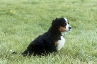 Picture of bernese mountain dog puppy