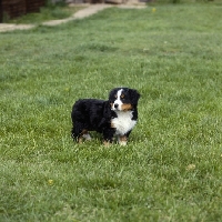 Picture of bernese mountain dog puppy