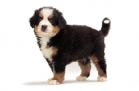 Picture of bernese Mountain dog puppy