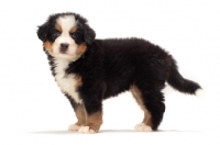 Picture of bernese Mountain dog puppy