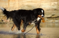 Picture of Bernese Mountain Dog retrieving on beach