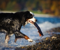 Picture of Bernese Mountain Dog retrieving log from water