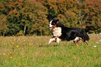 Picture of Bernese Mountain Dog, running in field