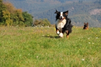 Picture of Bernese Mountain Dog, running in field