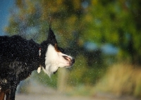 Picture of Bernese Mountain Dog shaking out water