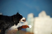 Picture of Bernese Mountain Dog shaking off water, log falling out of mouth