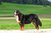 Picture of Bernese Mountain Dog, side view in countryside