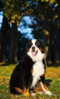 Picture of Bernese Mountain Dog sitting down in autumn