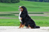 Picture of Bernese Mountain Dog sitting down, side view