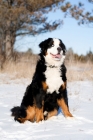 Picture of Bernese Mountain Dog sitting in snow