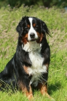 Picture of Bernese Mountain Dog sitting on grass