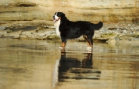 Picture of Bernese Mountain Dog standing on beach