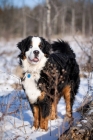 Picture of Bernese Mountain Dog standing proudly in snowy field