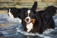 Picture of Bernese Mountain Dog swimming in water