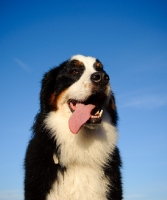 Picture of Bernese Mountain Dog, tongue out