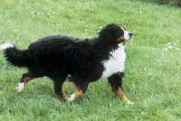 Picture of bernese mountain dog trotting out