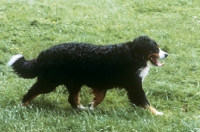 Picture of bernese mountain dog walking across grass