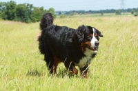 Picture of Bernese Mountain Dog walking in field