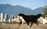 Picture of Bernese Mountain Dog walking on beach