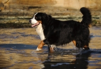 Picture of Bernese Mountain Dog walking through water