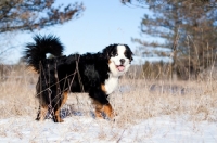 Picture of Bernese Mountain Dog walking through snowy clearing