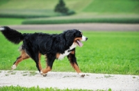 Picture of Bernese Mountain dog, walking