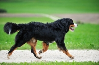 Picture of Bernese Mountain Dog walking
