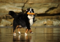 Picture of Bernese Mountain Dog with dummy