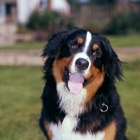 Picture of bernese mountain dog with head on one side