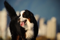 Picture of Bernese Mountain Dog