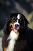 Picture of Bernese Mountain Dog