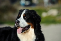 Picture of Bernese Mountain Dog