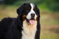 Picture of Bernese Mountain Dog