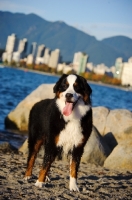 Picture of Bernese Mountain Dog