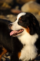 Picture of Bernese Mountain Dog