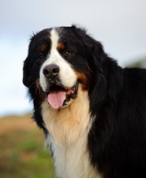 Picture of Bernese Mountain Dog