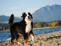 Picture of Bernese Mountain Dog