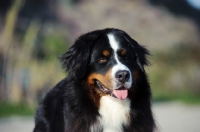 Picture of Bernese Mountain Dog