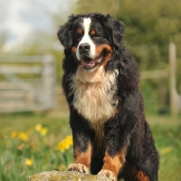 Picture of Bernese Mountain Dog