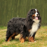 Picture of Bernese Mountain Dog