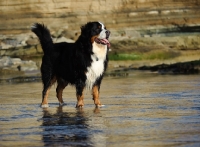 Picture of Bernese Mountain Dog