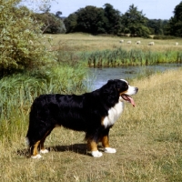 Picture of bernese mountain dog