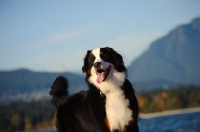 Picture of Bernese Mountain Dog