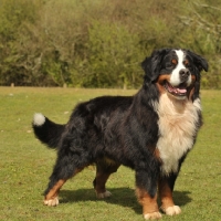 Picture of Bernese Mountain Dog