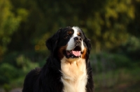 Picture of Bernese Mountain Dog